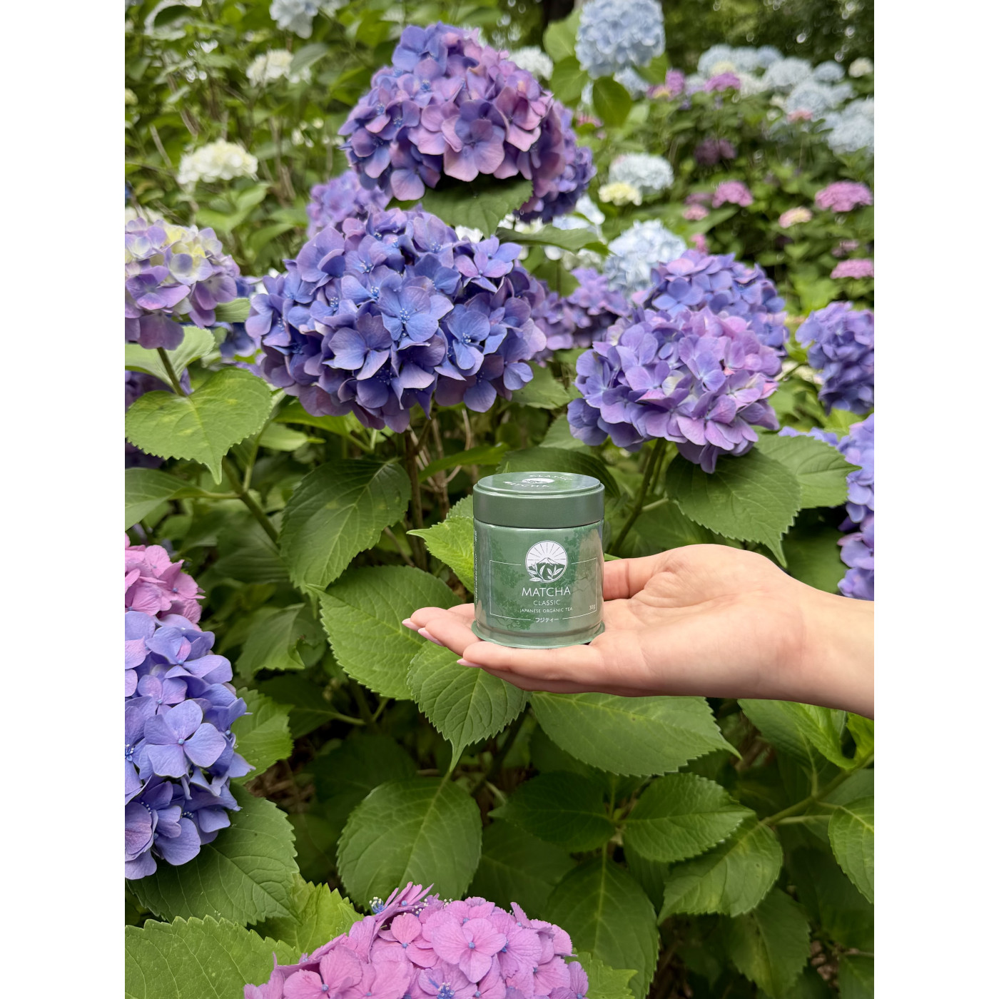Herbata Matcha Classic – Codzienna Japońska BIO Shizuoka Fuji