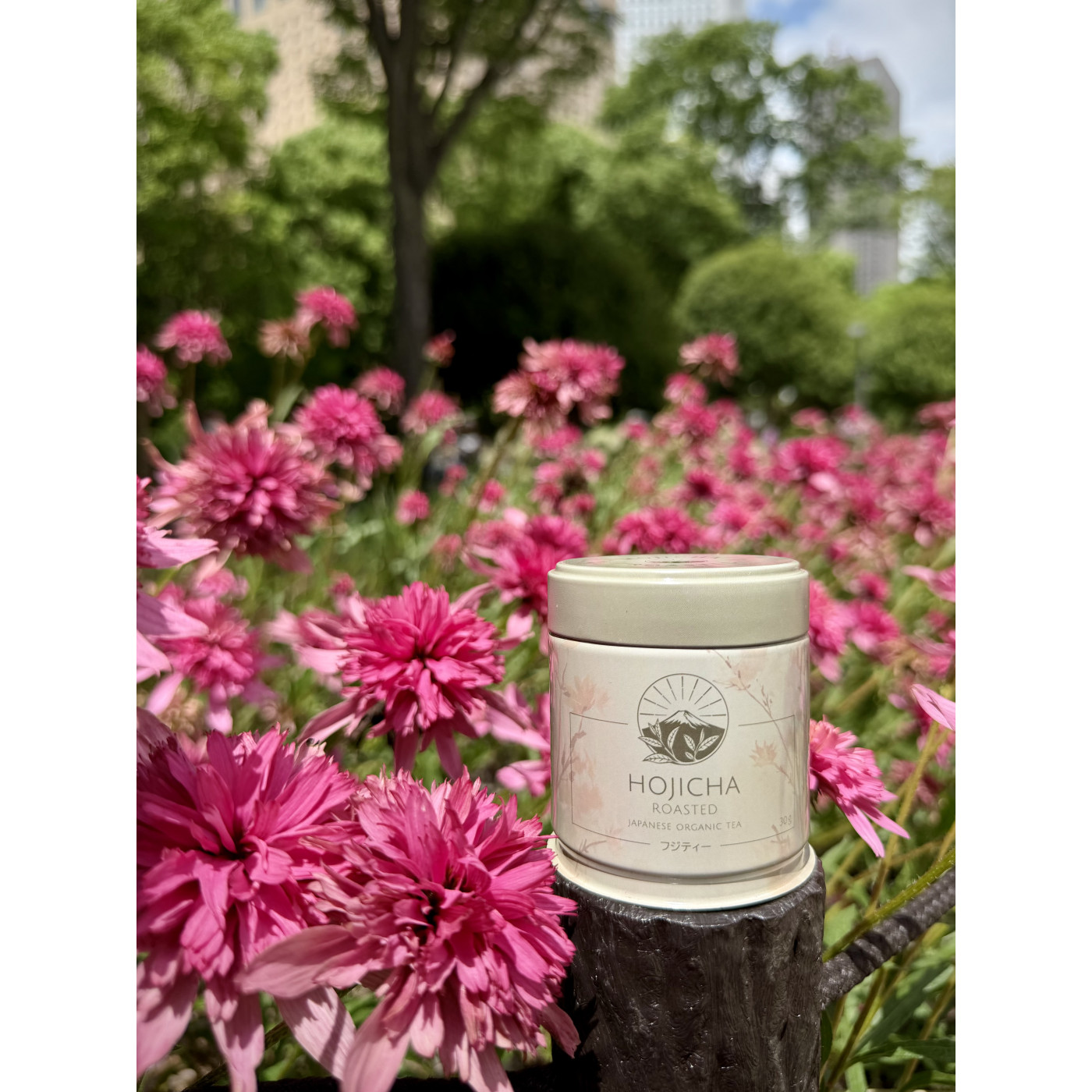 Hojicha BIO – japońska herbata prażona w proszku | Fuji Tea